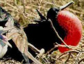 a frigate bird with inflated pouch