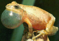 a croaking spring peeper frog